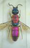 Chrysis angustifrons